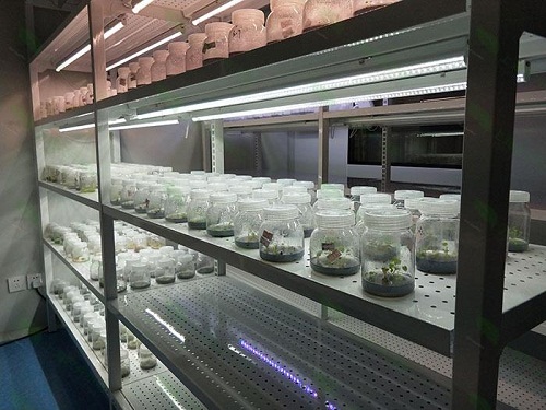 北塔植物组织培养实验室设计建设方案